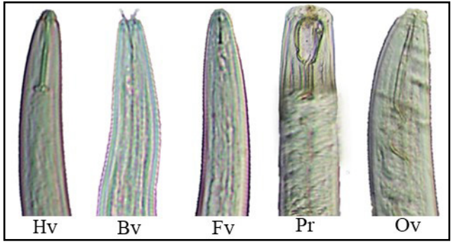 Managing Nematodes fig1